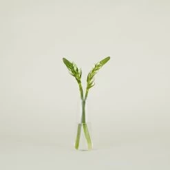 Aurora Slim Drop Vase - Clear